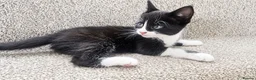 Mixed Breed cats for sale: 4 male kittens for sale  in Meifod - Advert 1