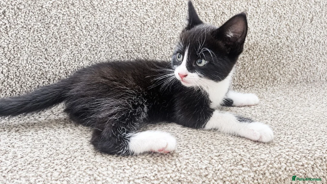 Mixed Breed cats for sale: 4 male kittens for sale  in Meifod - Advert 1