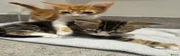 Mixed Breed cats for sale: Affectionate Brother & Sister Kittens - Advert 2