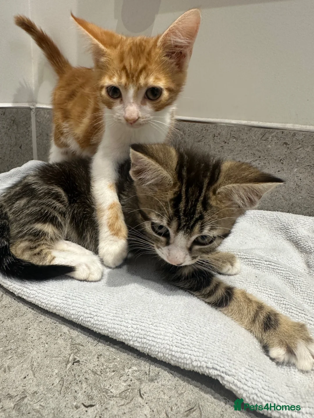 Mixed Breed cats for sale: Affectionate Brother & Sister Kittens - Advert 2