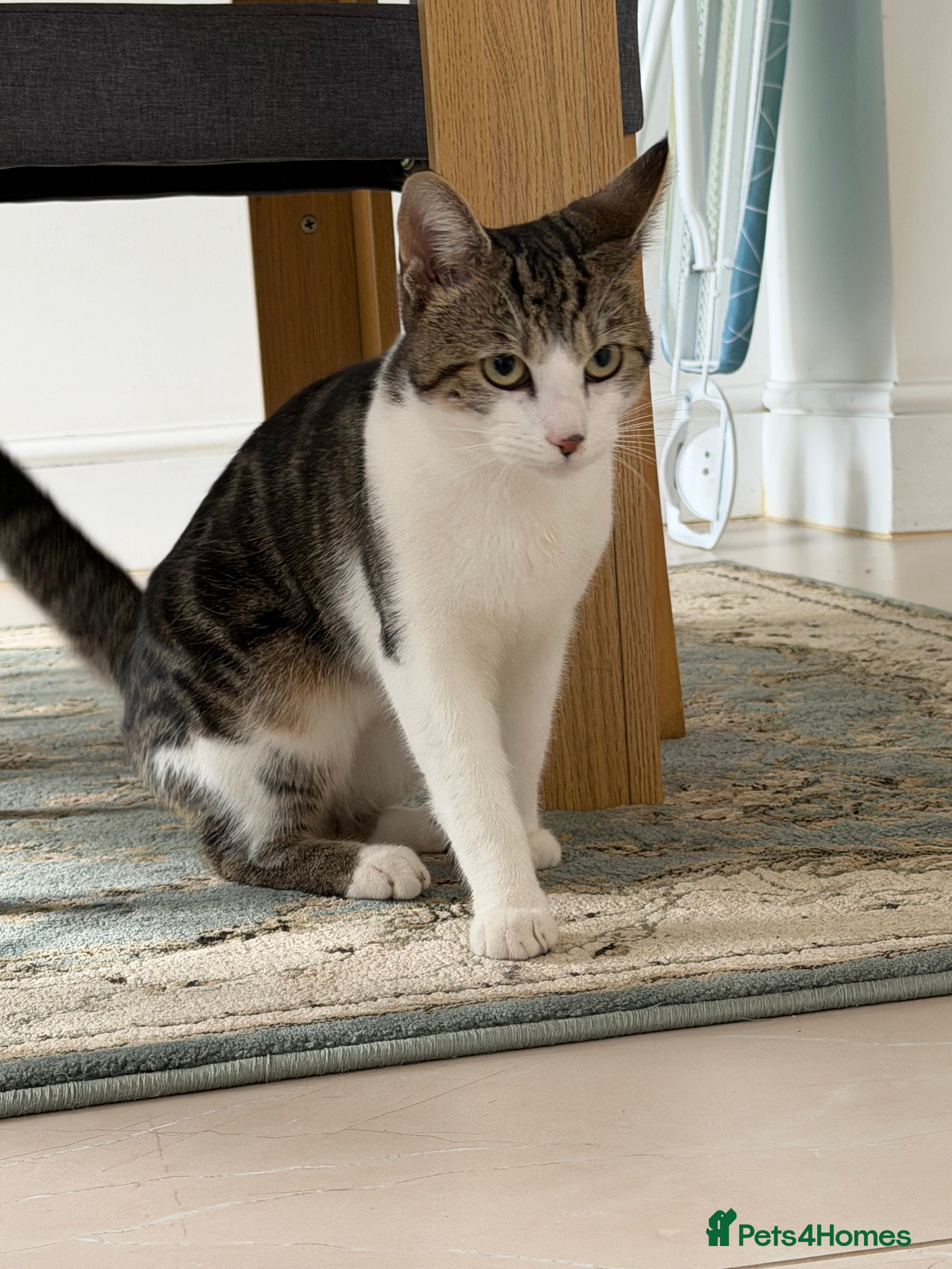 Domestic Shorthair cats Cute boy 7 month old kitten - Advert 6