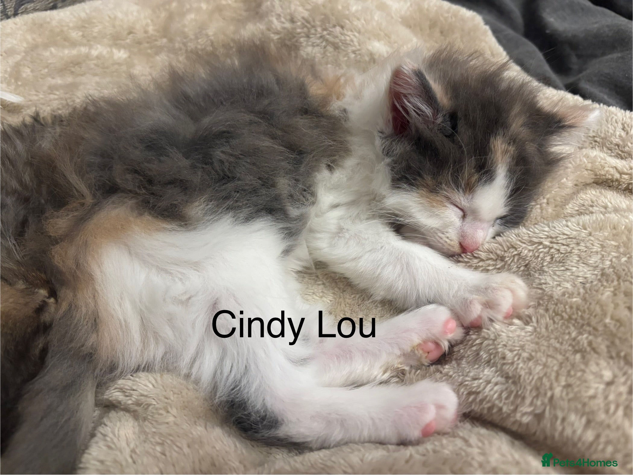 Mixed Breed cats One Dilute Calico long hair Female kitten - Advert 2