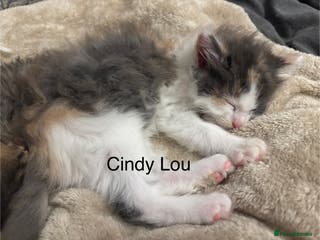 Mixed Breed cats One Dilute Calico long hair Female kitten - Advert 2