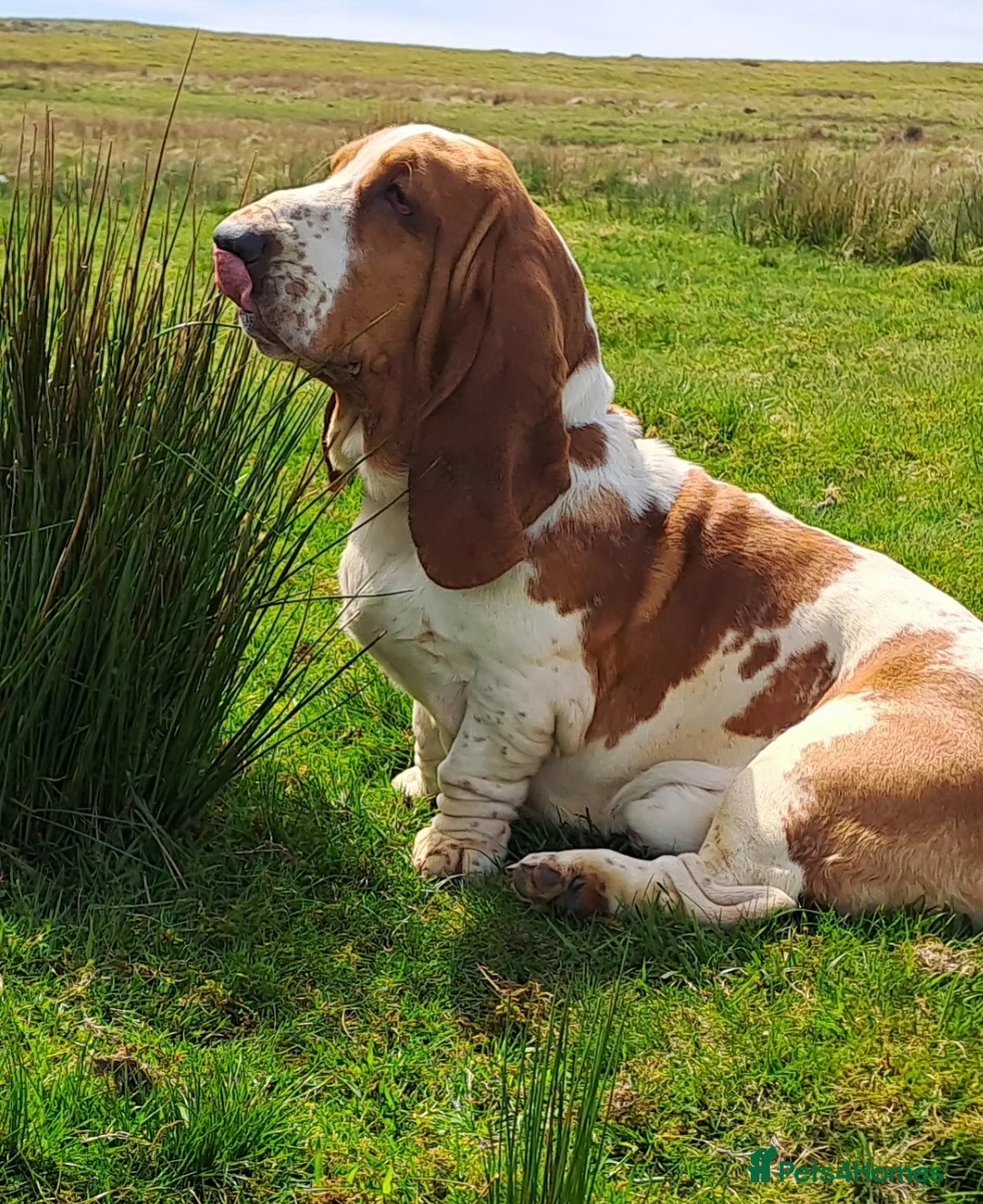 Basset Hound dogs for stud: AT STUD - BASSET HOUND in Abertillery - Advert 1