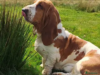 Basset Hound dogs AT STUD - BASSET HOUND in Abertillery - Advert 1
