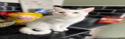 Domestic Shorthair cats for sale: Gorgeous Boy In Need of a Suitable Home in Brierley Hill - Advert 5
