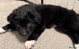 Mixed Breed dogs for sale: 🐾 Golden Retriever × Border Collie Puppies - Advert 2