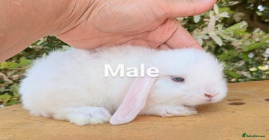 Mini Lop rabbits - Advert 3