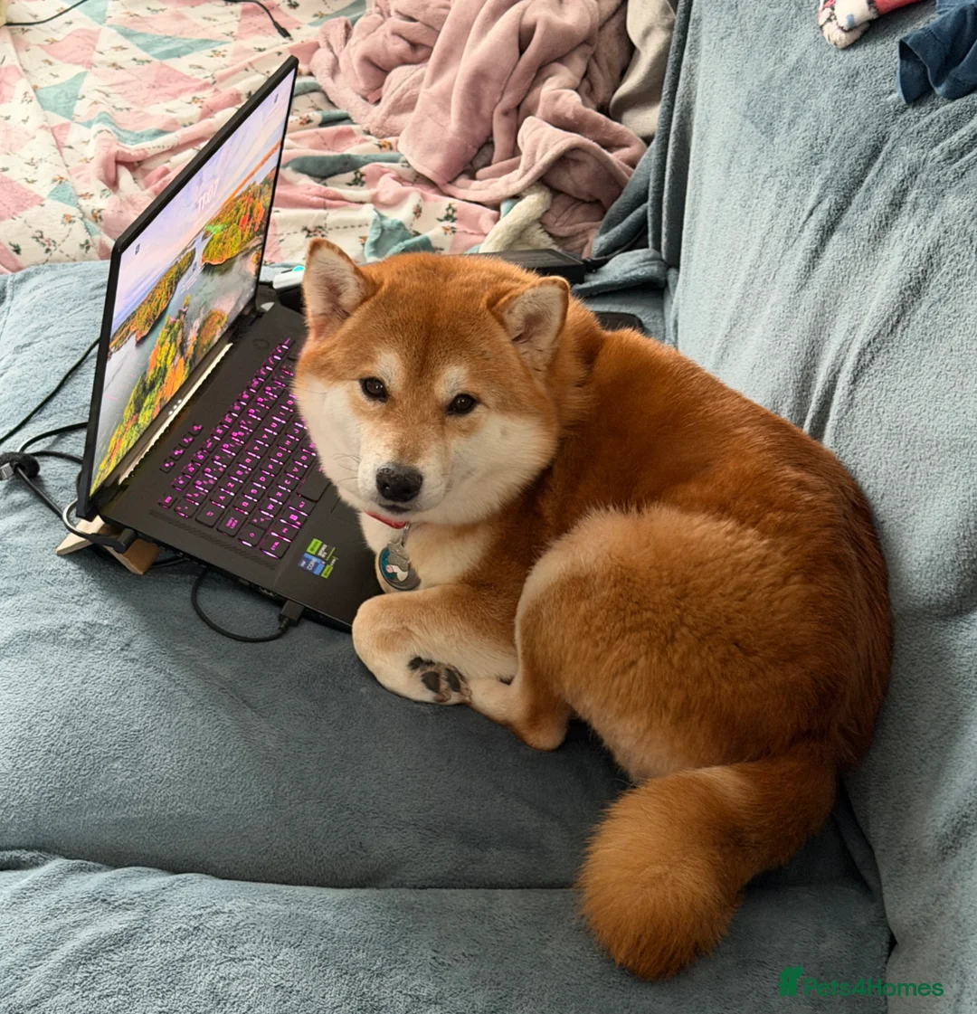 Japanese Shiba Inu dogs for sale: 5 year old male Shiba, Russian Import in Cardiff - Advert 16