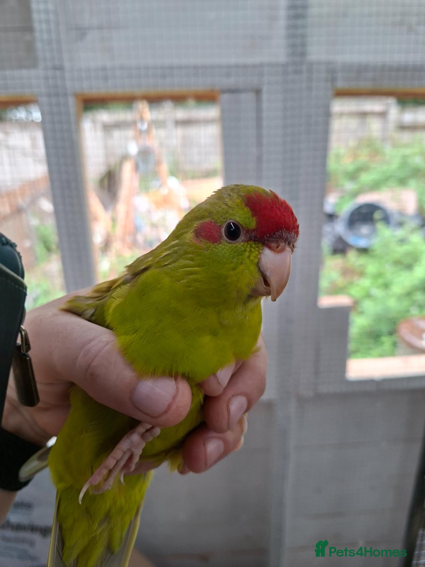 Parakeets birds Kakarikis males forsale - Advert 6