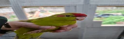 Parakeets birds for sale: Kakarikis males forsale - Advert 1