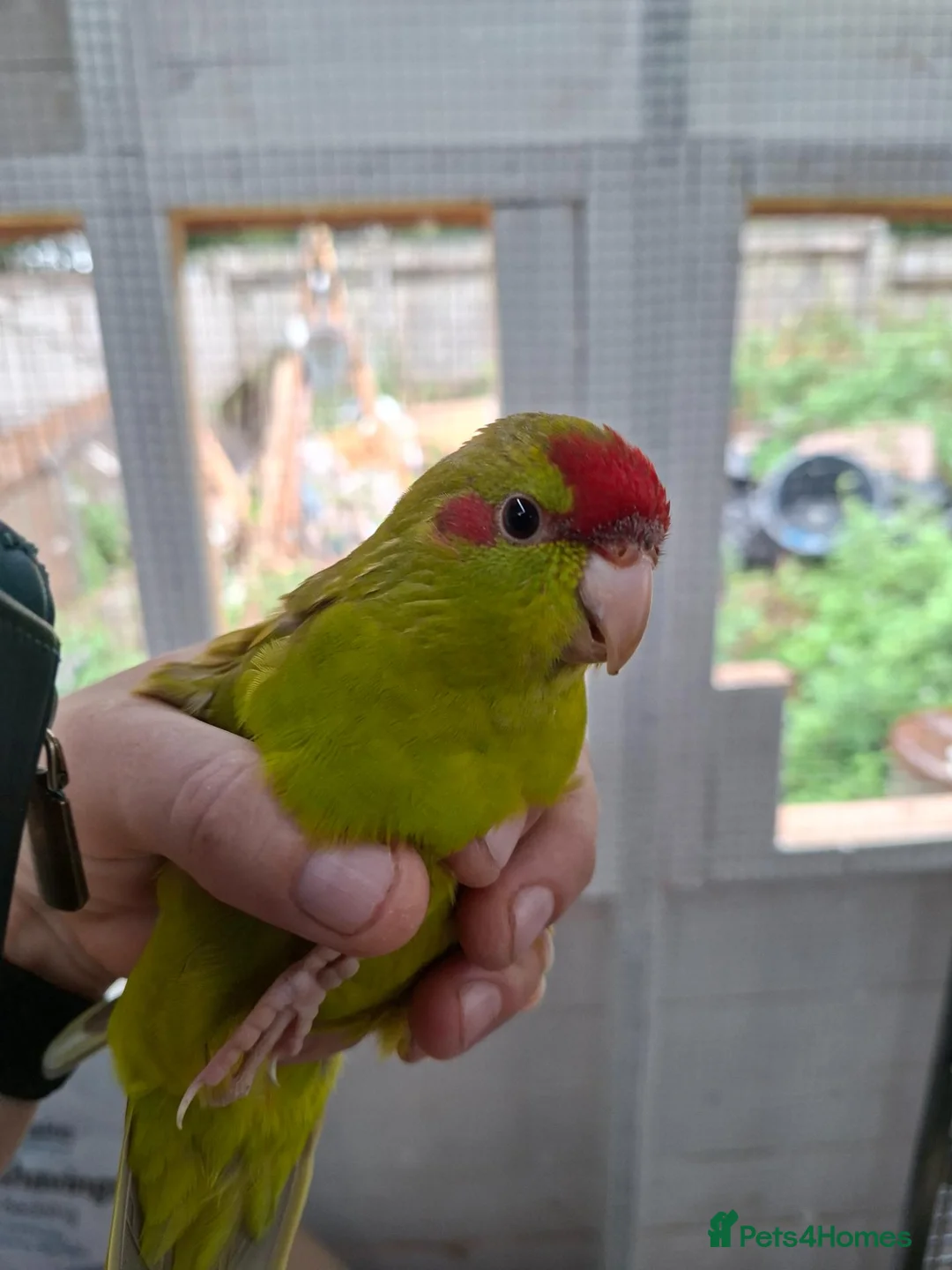 Parakeets birds for sale: Kakarikis males forsale - Advert 1
