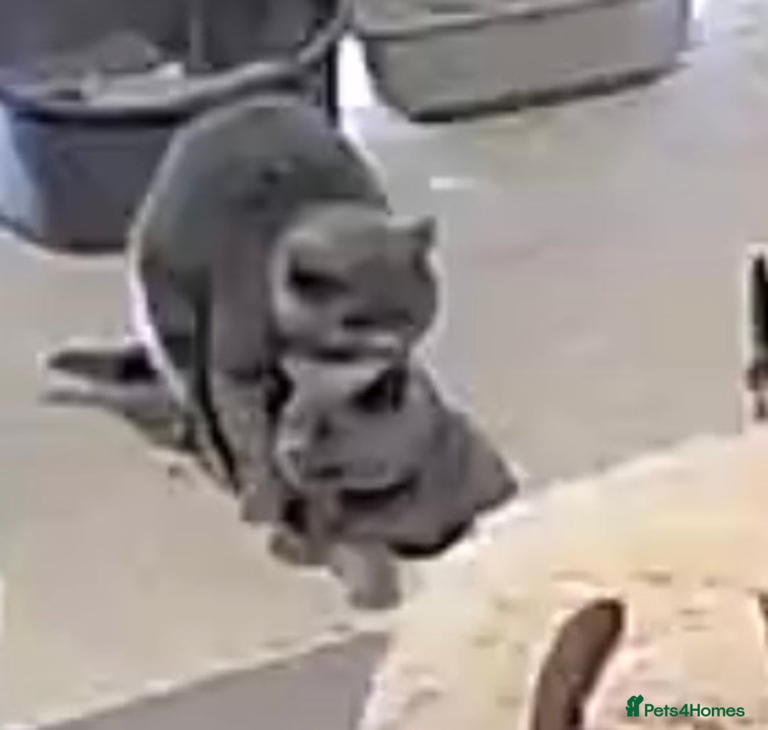 British Shorthair cats for stud: Superb quality, Proven Active Stud, blood B in Burton-on-Trent - Advert 9