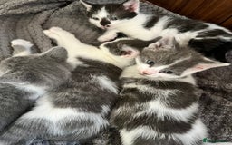Mixed Breed cats for sale: Gorgeous Grey/White Black/White Kittens - Image 2