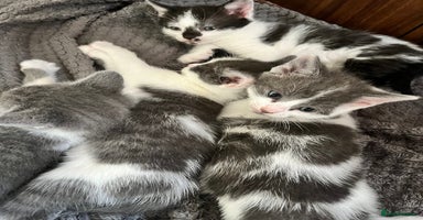 Mixed Breed cats - Advert 11