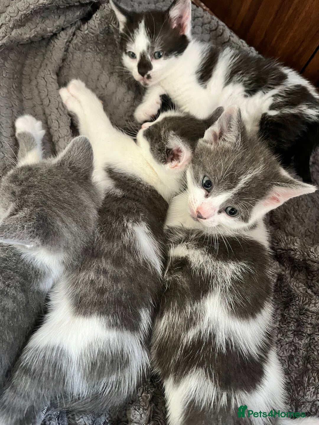 Mixed Breed cats for sale: Gorgeous Grey/White Black/White Kittens - Image 2