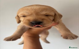 Labradoodle dogs for sale: F1 Labradoodles  - Image 22
