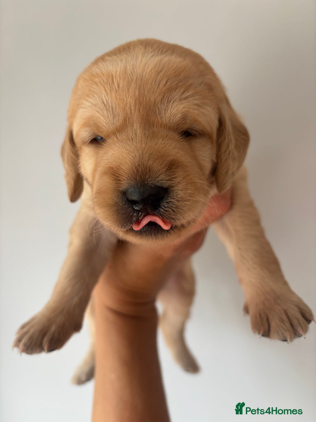 Labradoodle dogs for sale: F1 Labradoodles  - Image 22