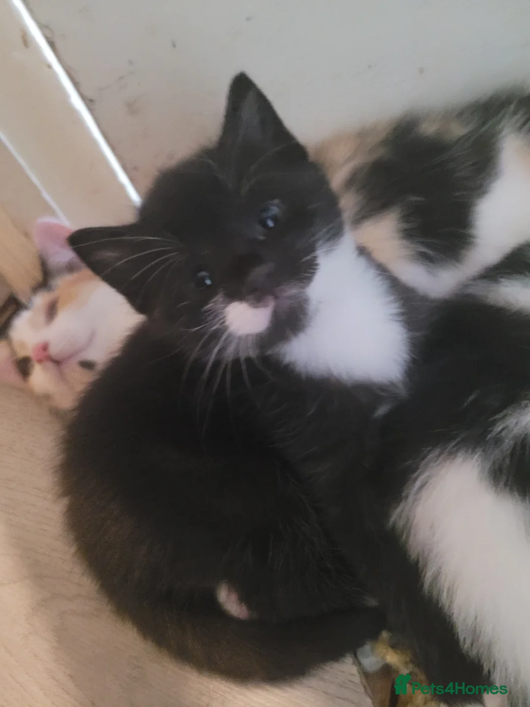 British Shorthair cats for sale: 3 male kittens for sale - Advert 2