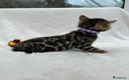 Bengal cats for sale: ❤️ GORGEOUS PURE BENGAL KITTENS ❤️ - Image 29
