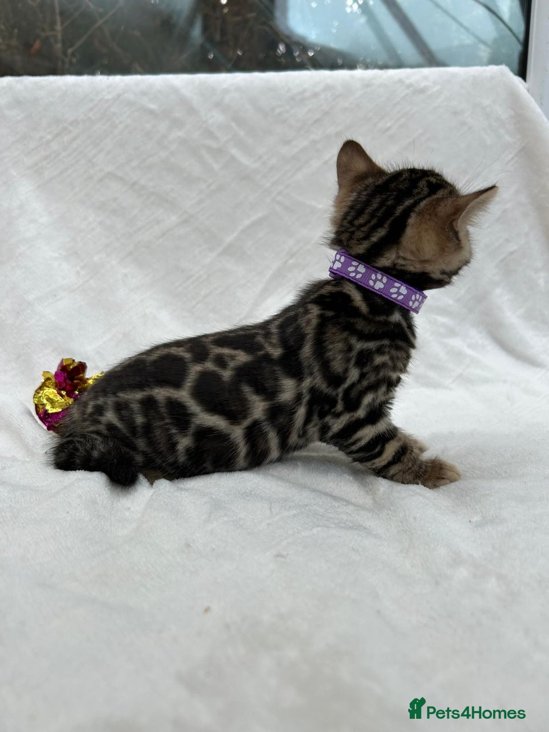 Bengal cats for sale: ❤️ GORGEOUS PURE BENGAL KITTENS ❤️ - Image 29
