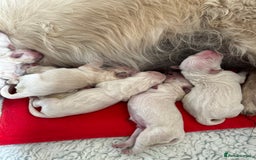 Golden Retriever dogs for sale: ICT-A, GR PRA 1 & 2 Clear litter - Image 1