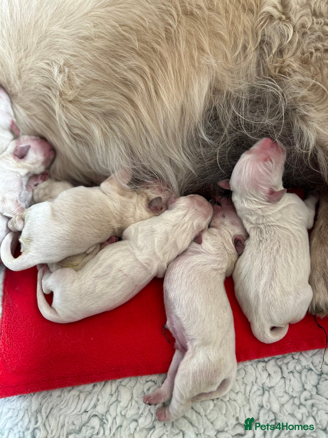 Golden Retriever dogs for sale: ICT-A, GR PRA 1 & 2 Clear litter - Image 1