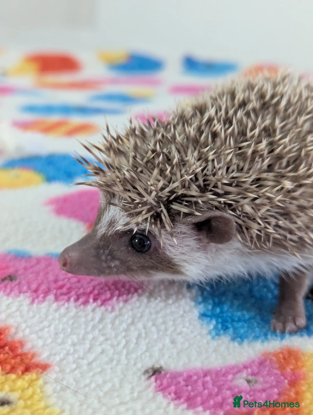 Pygmy Hedgehog rodents for sale: Beautiful Hoglets Ready for 5* Homes - Advert 7