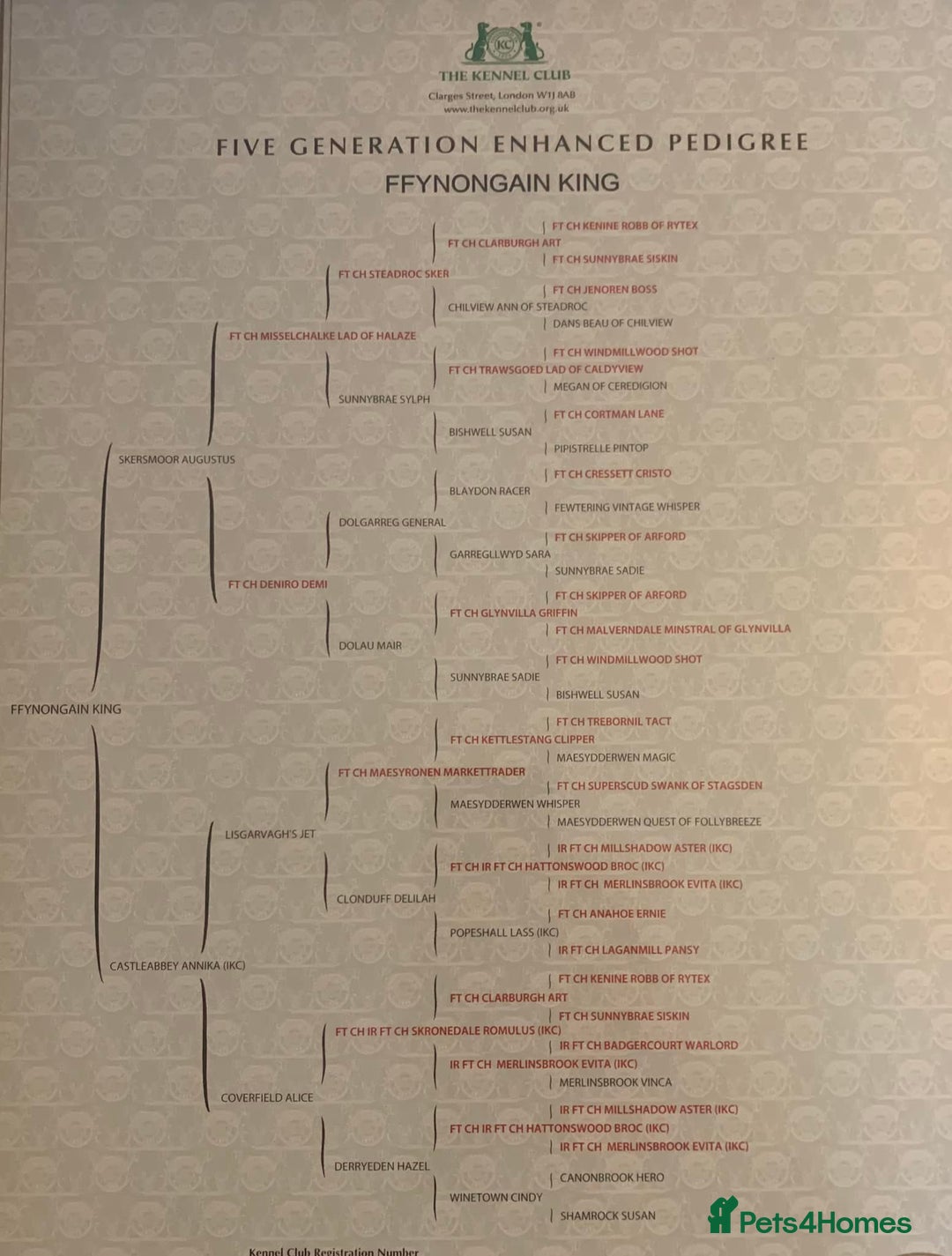 English Springer Spaniel dogs for sale: KC English Springer Spaniel Puppies Working Lines - Advert 5
