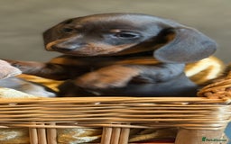 Miniature Dachshund dogs for sale: KC Reg Miniature Dachshund Puppies  - Image 7