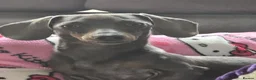 Miniature Dachshund dogs for sale: CONFIRMED PREGNANCY  in Newcastle upon Tyne - Advert 6
