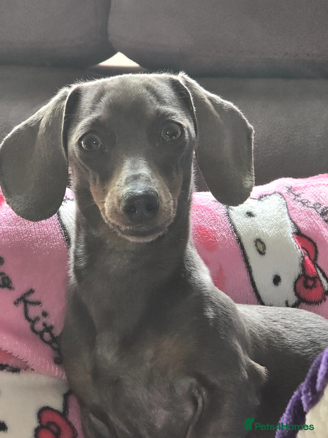 Miniature Dachshund dogs for sale: CONFIRMED PREGNANCY  in Newcastle upon Tyne - Advert 6