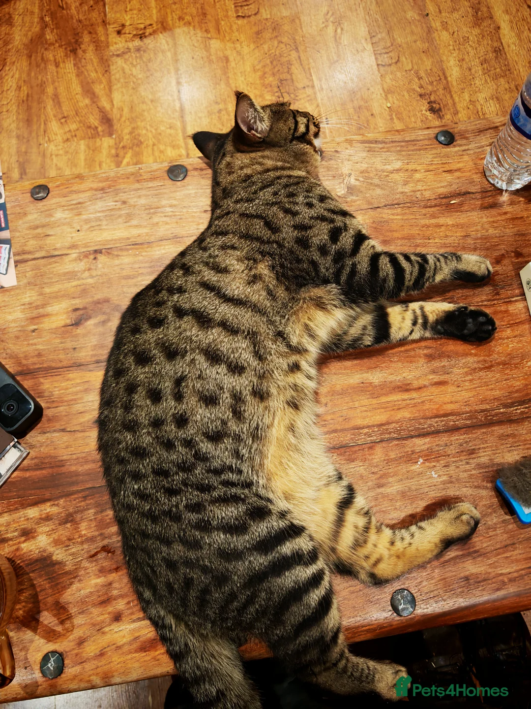 Mixed Breed cats for sale: Stunning 3/4 Maine Coon kittns - Advert 2