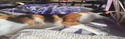 Domestic Shorthair cats for sale: Sweet Calico Girl Looking For Her Forever Home - Advert 3