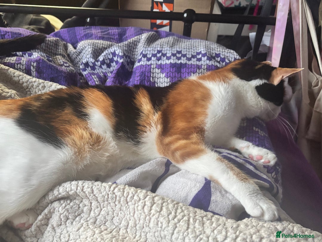 Domestic Shorthair cats for sale: Sweet Calico Girl Looking For Her Forever Home - Advert 3