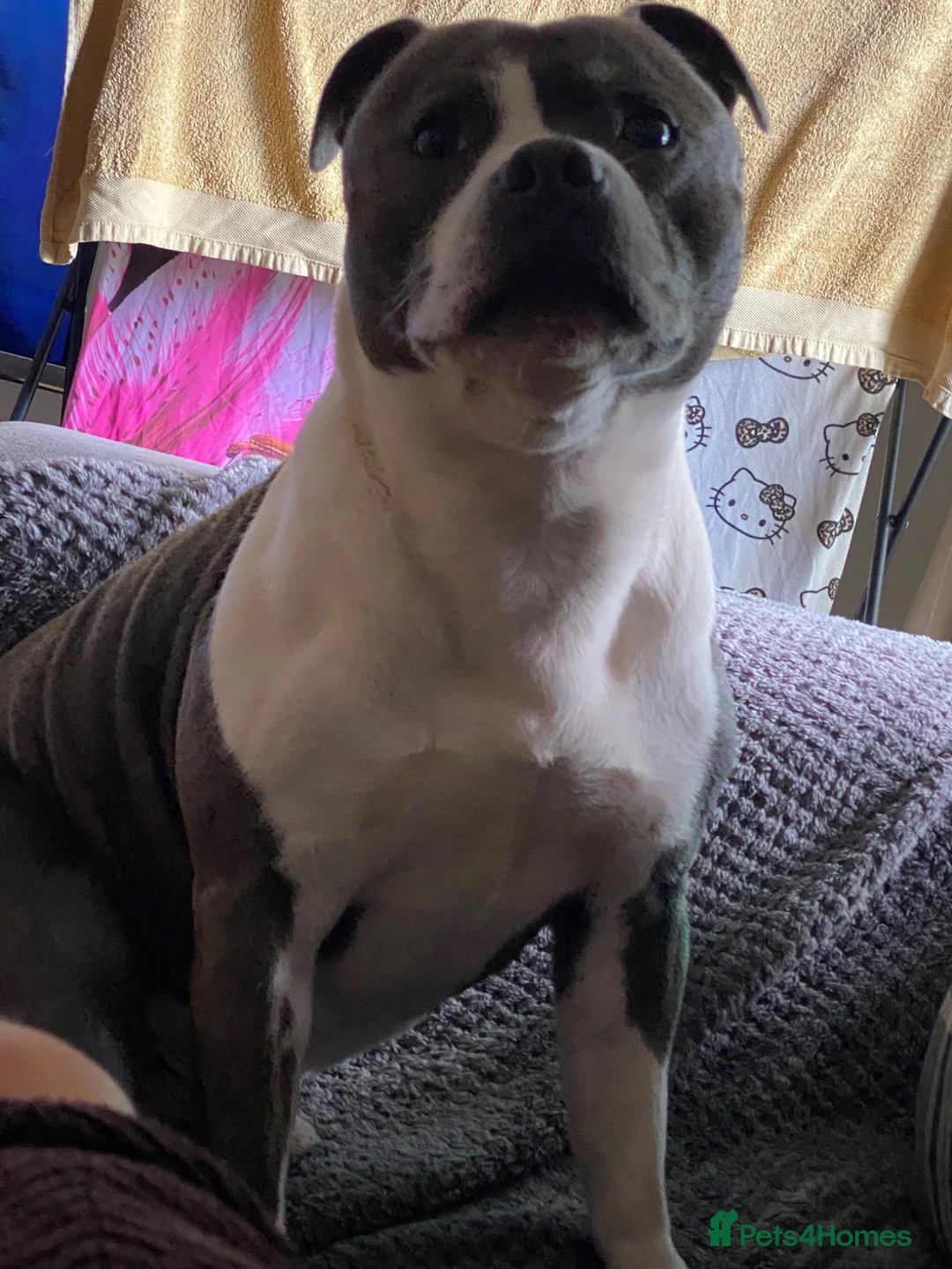 Staffordshire Bull Terrier dogs for stud: Hugo (stud) in Southsea - Advert 1