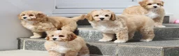 Cavapoochon dogs for sale: Beautiful Cavapoochon puppies for sale - Advert 30