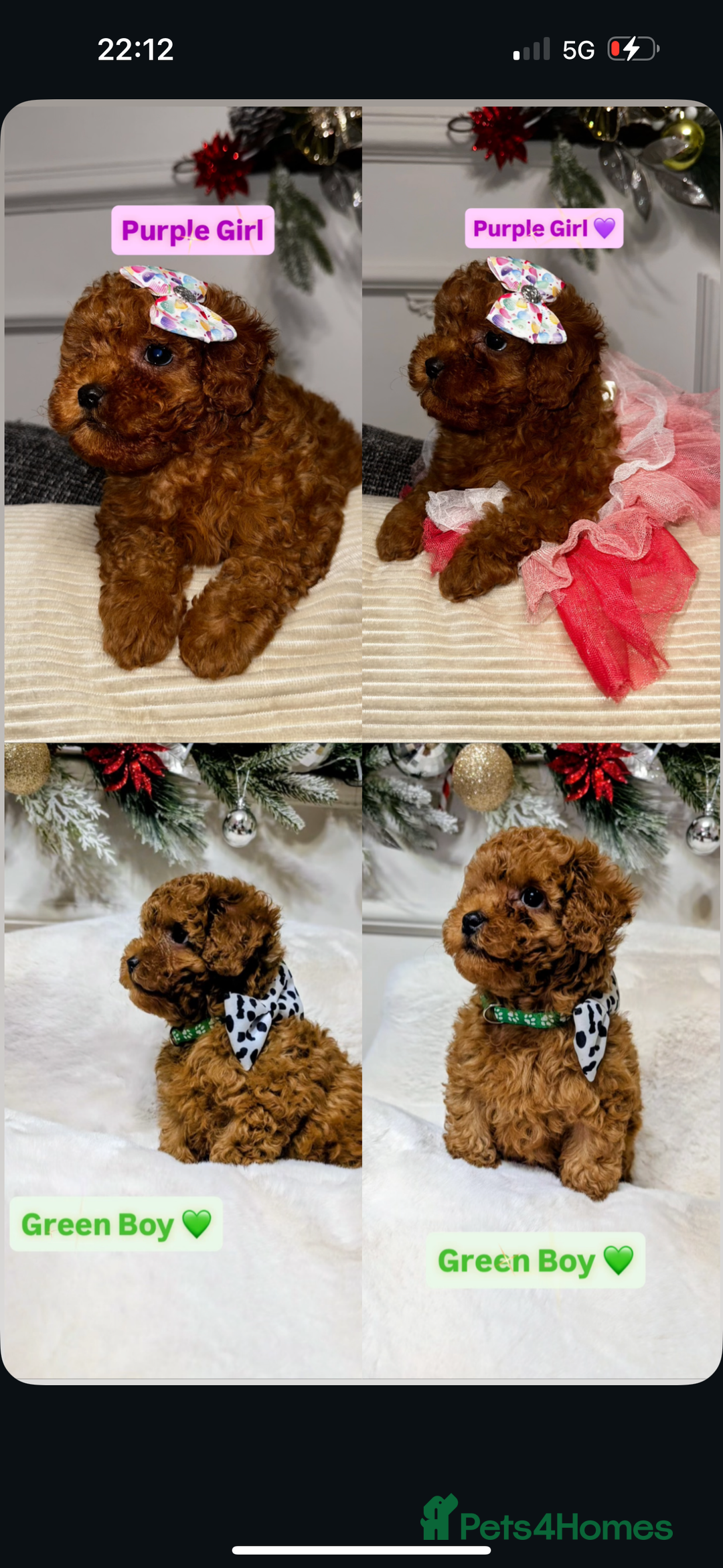 Toy Poodle dogs for sale: Poodles 🩷💙 - Advert 5