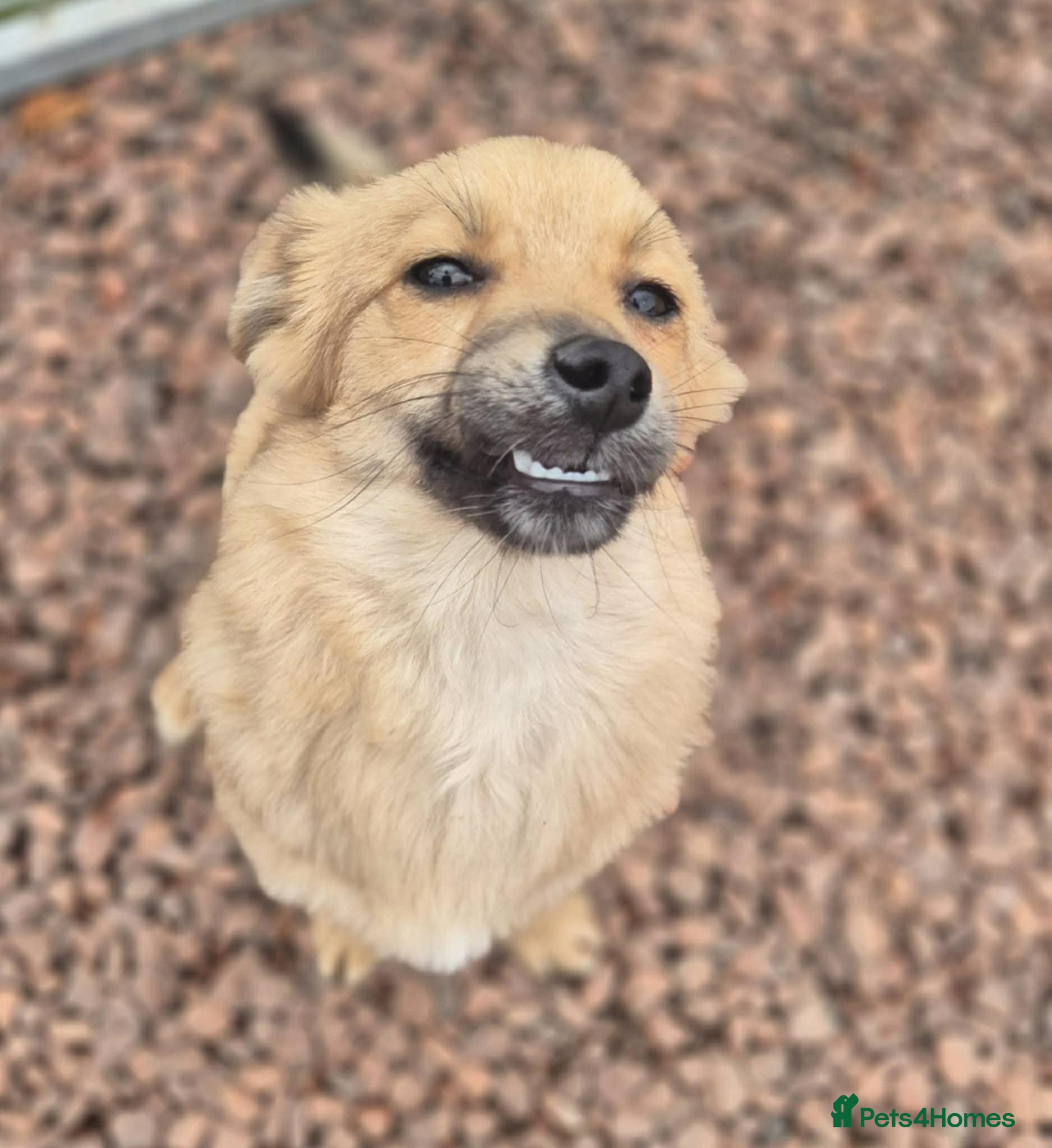 Mixed Breed dogs Barney - In Ayr looking for a home  - Advert 1