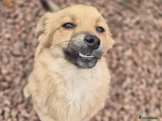 Mixed Breed dogs Barney - In Ayr looking for a home - Advert 3