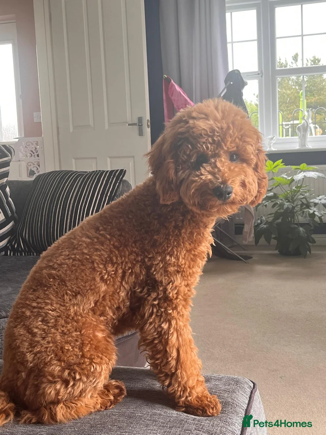 Poochon dogs for stud: Baloo in Ellesmere - Advert 2