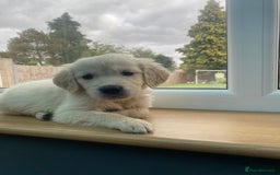 Golden Retriever dogs for sale: KC REGISTERED ®️ GOLDEN RETRIEVER PUPPIES 🐶 ❤️ - Image 34