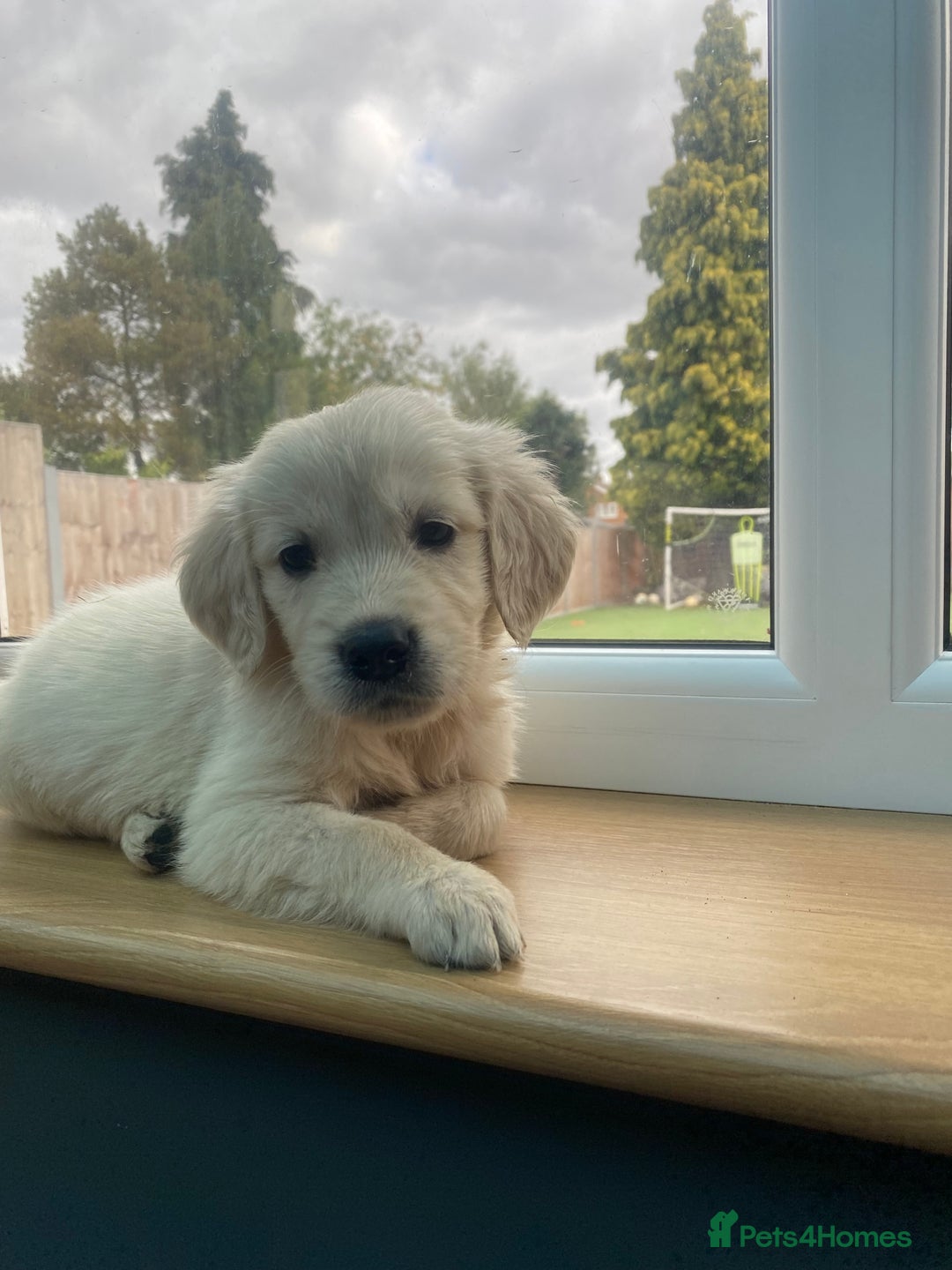 Golden Retriever dogs for sale: KC REGISTERED ®️ GOLDEN RETRIEVER PUPPIES 🐶 ❤️ - Image 34