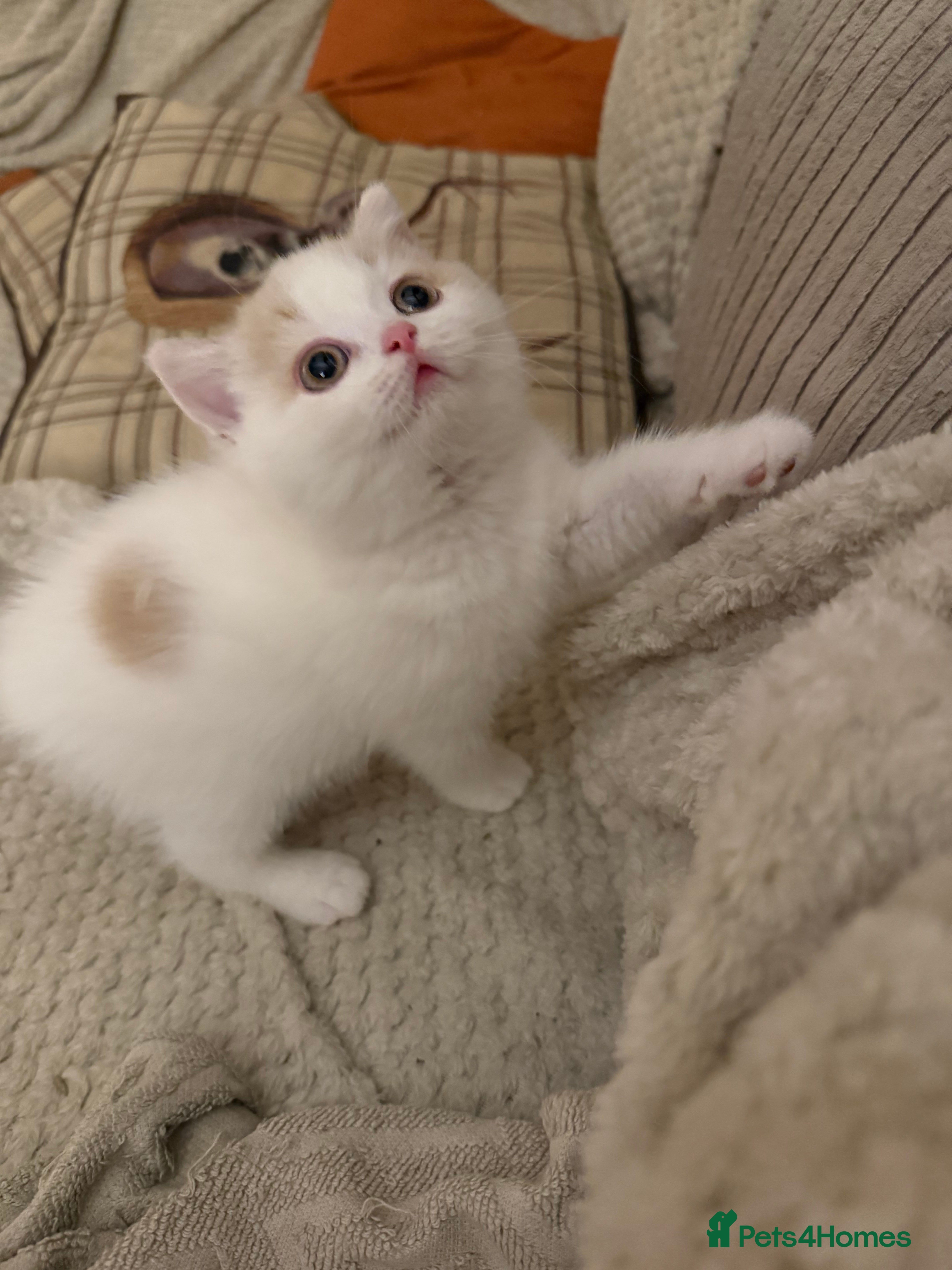 British Shorthair cats Beautiful GCCF Registered Baby Boy - Georgie 💙 - Advert 15