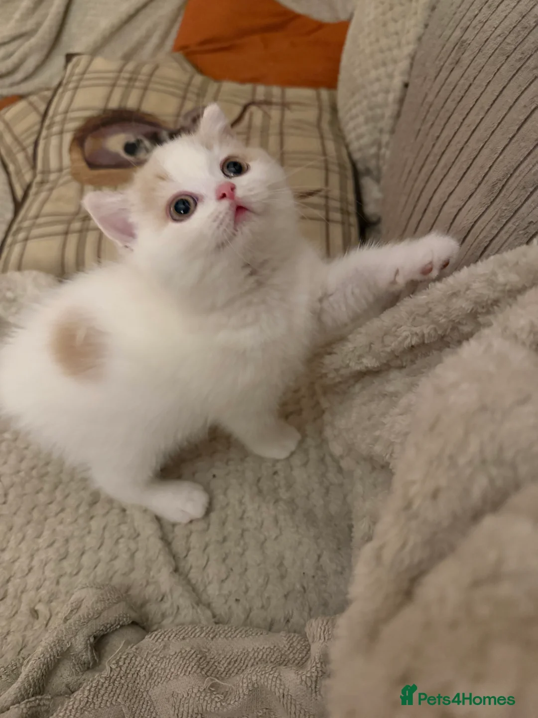 British Shorthair cats for sale: Beautiful GCCF Registered Baby Boy - Georgie 💙 - Advert 10