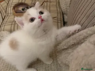 British Shorthair cats Beautiful GCCF Registered Baby Boy - Georgie 💙 - Advert 15