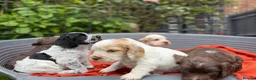Cocker Spaniel dogs for sale: Royal cocker spaniel puppies - Advert 4