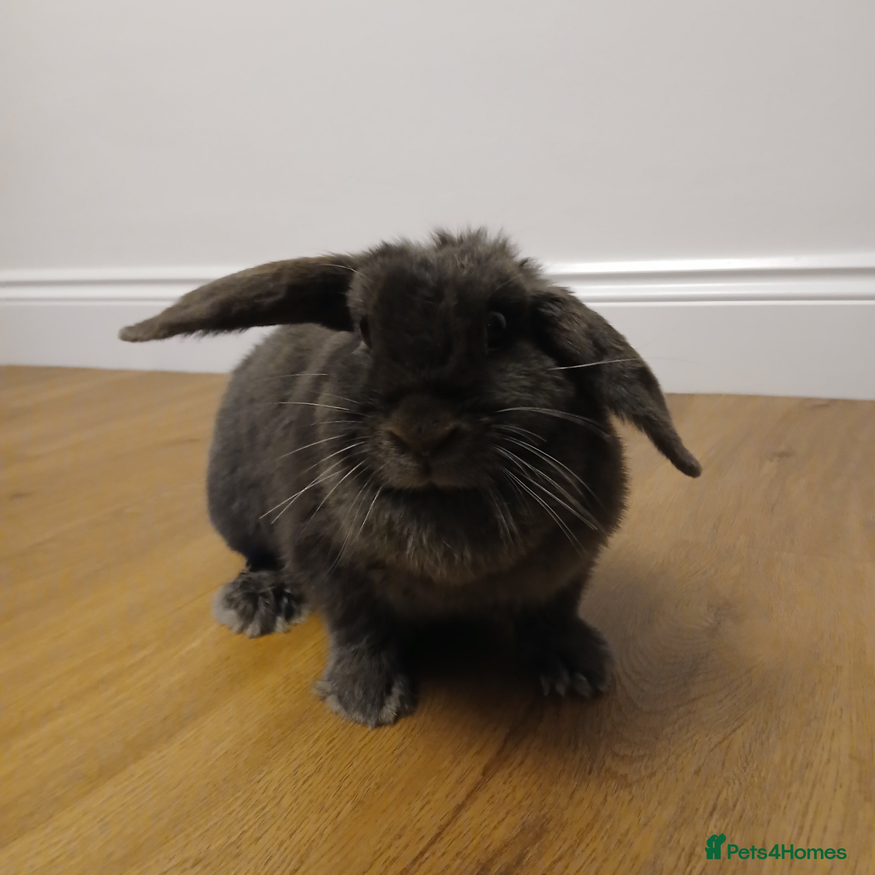 Mixed Breed rabbits 2 Year Old Dark Grey Mini-lop💗 - Advert 2