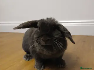 Mixed Breed rabbits 2 Year Old Dark Grey Mini-lop💗 - Advert 13