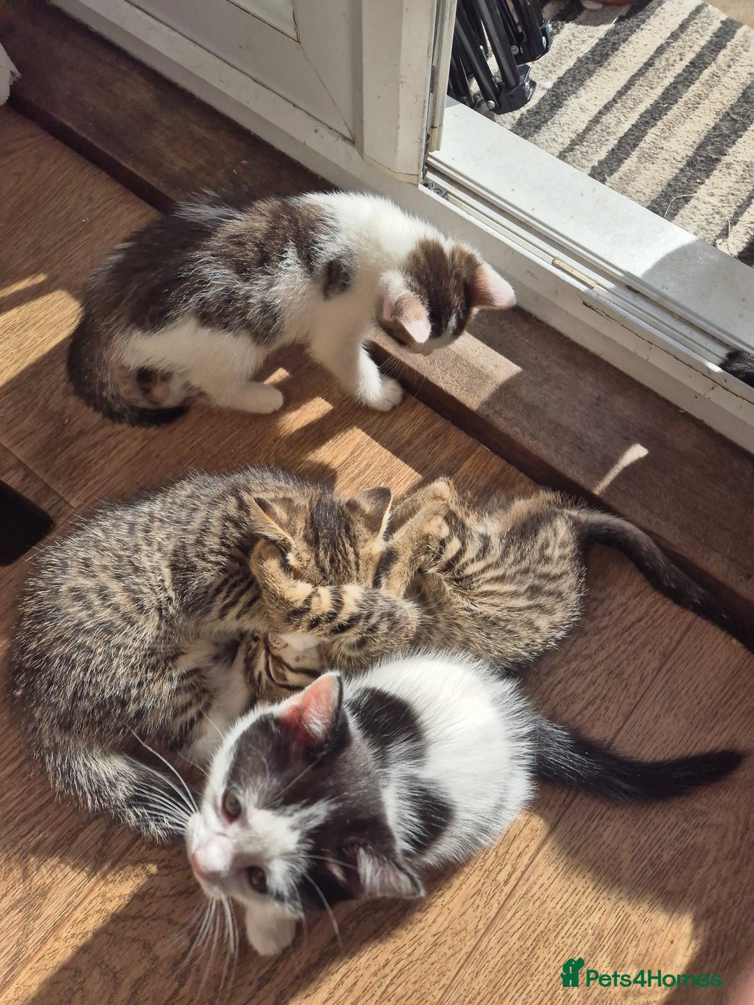 Mixed Breed cats for sale: Kittens for sale - Image 2